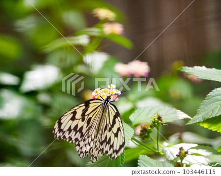 蝴蝶 103446115