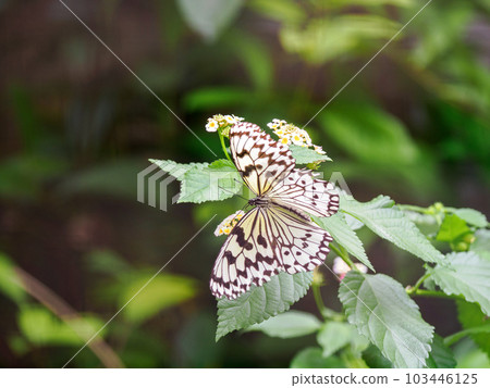 Ogomadara Ogomadara 103446125