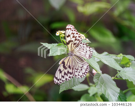 Ogomadara Ogomadara 103446126