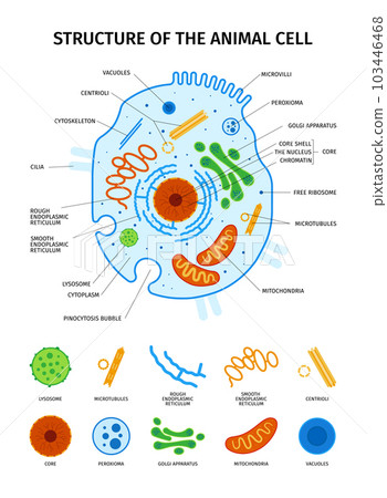 Animal Cell Anatomy Set Animal Cell Anatomy Set 103446468