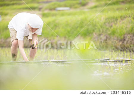 Rice planting Rice planting 103446516