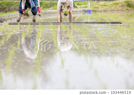 Rice planting 103446519
