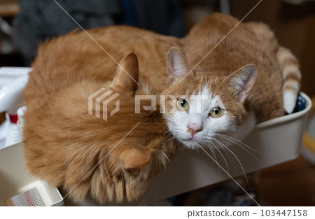 two cats relaxing 103447158