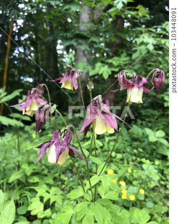 Columbine aquilegia 103448091