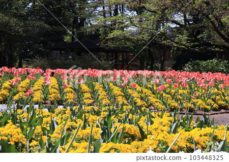 Tulip flower bed in Omiya Hananooka Park, Nishi Ward, Saitama City 103448325