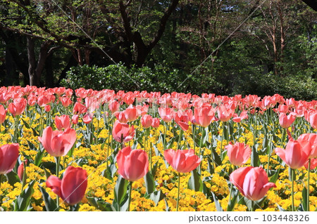 Tulip flower bed in Omiya Hananooka Park, Nishi Ward, Saitama City 103448326