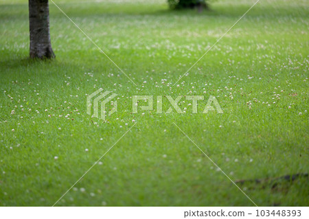 Hakenomiya Park with beautiful water that blooms during the rainy season Hakenomiya Park with beautiful water that blooms during the rainy season 103448393