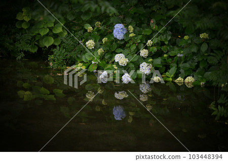 雨季盛開的美麗水景箱之宮公園 103448394