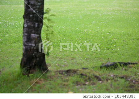 雨季盛開的美麗水景箱之宮公園 雨季盛開的美麗水景箱之宮公園 103448395