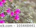 Beautiful pink Rhododendron blossom background shallow depth, soft focus. Faded colors. Toned pastel image. Greeting card template 103448441