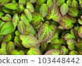 Green leaves texture background. Natural wallpaper. Macro with soft focus closeup. Copy space. Spring floral greeting card template. Delicate delightful romantic artistic toned image 103448442