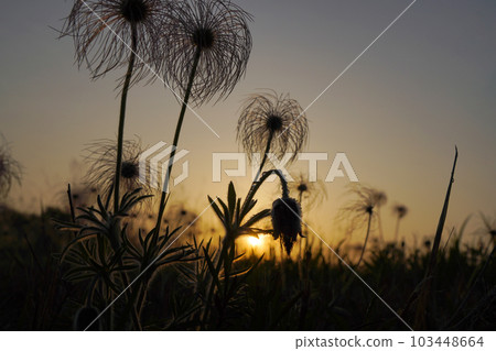 pasqueflower at dusk 103448664