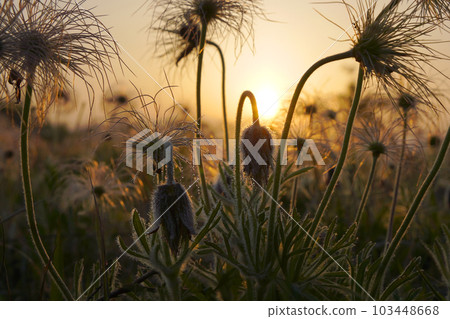 pasqueflower at dusk 103448668
