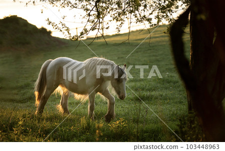 Tinker horse (Galineers Cob) grazing in a field with rising morning sun Tinker horse (Galineers Cob) grazing in a field with rising morning sun 103448963