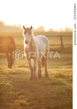 Tinker horse (Galineers Cob) grazing in a field with rising morning sun Tinker horse (Galineers Cob) grazing in a field with rising morning sun 103448964