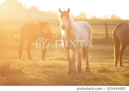 Tinker horse (Galineers Cob) grazing in a field with rising morning sun Tinker horse (Galineers Cob) grazing in a field with rising morning sun 103448965