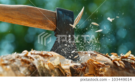 Man Chopping Wooden Logs with Axe in Forest 103449014