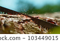 Freeze Motion of a Saw in a Forest Cutting the Wooden Log Freeze Motion of a Saw in a Forest Cutting the Wooden Log 103449015