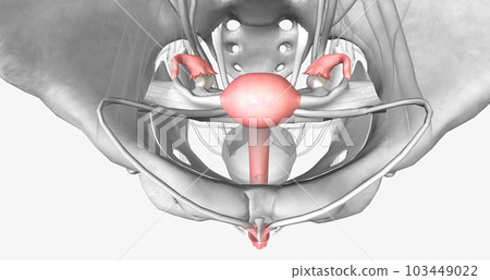 Female reproductive system in pelvis Female reproductive system in pelvis 103449022
