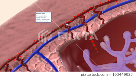 Maternal Oxygen Enters the Placenta Maternal Oxygen Enters the Placenta 103449023