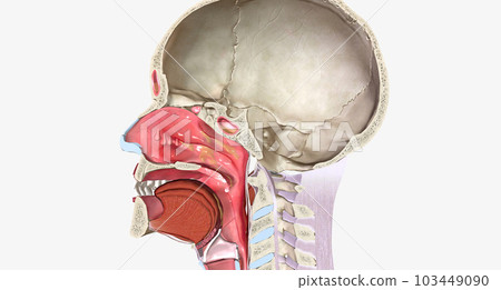 Nasal polyps are benign, soft growths that arise from the mucosa of the nasal passages or sinuses. Nasal polyps are benign, soft growths that arise from the mucosa of the nasal passages or sinuses. 103449090
