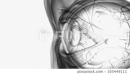 Cornea, The cornea is the eye's outermost layer. Cornea, The cornea is the eye's outermost layer. 103449111