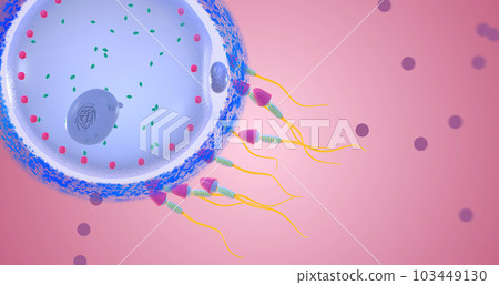 Fertilization is the union of two reproductive cells to form a zygote, a fertilized egg cell. 103449130