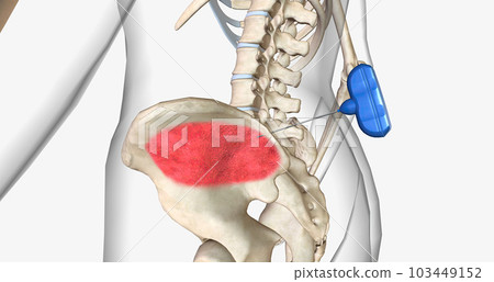 Bone marrow aspiration is a procedure in which a liquid bone marrow sample is collected and tested. 103449152