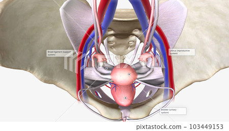 The female pelvis is a bowl-shaped cavity within the hip bones that contains reproductive, urinary, and digestive organs The female pelvis is a bowl-shaped cavity within the hip bones that contains reproductive, urinary, and digestive organs 103449153