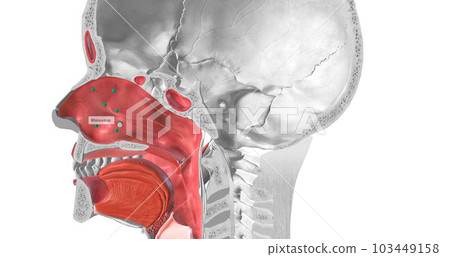 The common cold is caused by a viral infection. Rhinoviruses are most commonly associated with the common cold. 103449158