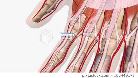 The palmar aponeurosis or fascia is a thick layer of connective tissue found in the palm of the hand. 103449172