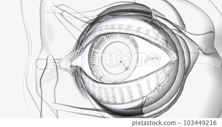 The conjunctiva is a thin membrane that covers the inner surface of the eyelid and the white part of the eyeball The conjunctiva is a thin membrane that covers the inner surface of the eyelid and the white part of the eyeball 103449216