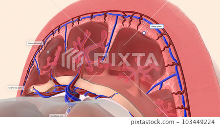 The placenta is an organ that develops within the uterus during pregnancy. 103449224