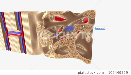The Composition of Long Bones The Composition of Long Bones 103449239