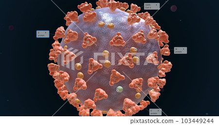 The COVID-19 virus surface proteins 103449244