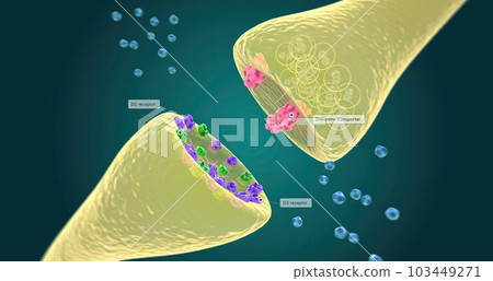 Role of Dopamine Partial Agonist Role of Dopamine Partial Agonist 103449271