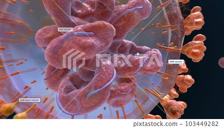The COVID-19 Vaccine Development Approach The COVID-19 Vaccine Development Approach 103449282