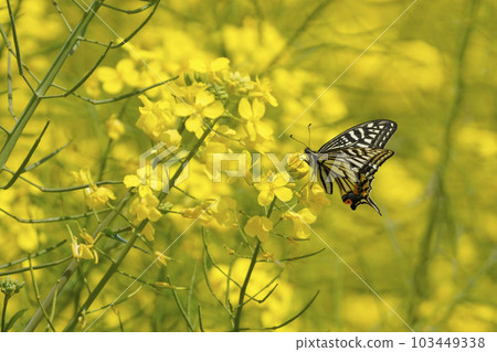 Nanohana and Swallowtail Butterfly Nanohana and Swallowtail Butterfly 103449338