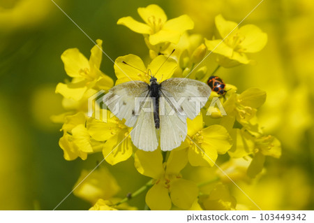 油菜籽和白菜白蝴蝶 103449342