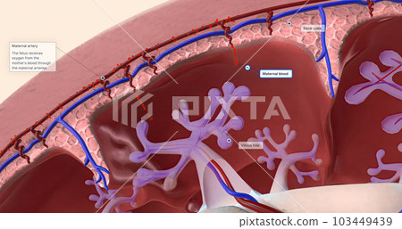 Maternal Oxygen Enters the Placenta Maternal Oxygen Enters the Placenta 103449439