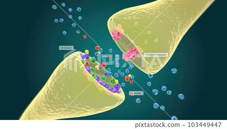 Role of Dopamine Partial Agonist Role of Dopamine Partial Agonist 103449447