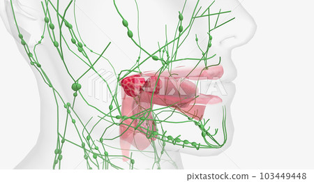 Tonsillitis is caused by a viral or bacterial infection. After an infection, the tonsils can become red and swollen. 103449448
