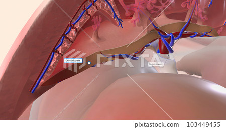 The placenta is an organ that develops within the uterus during pregnancy. The placenta is an organ that develops within the uterus during pregnancy. 103449455