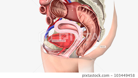 Grade 0 is characterized by the normal anatomical position of both the rectum and the vagina, with no bulging present. Grade 0 is characterized by the normal anatomical position of both the rectum and the vagina, with no bulging present. 103449458