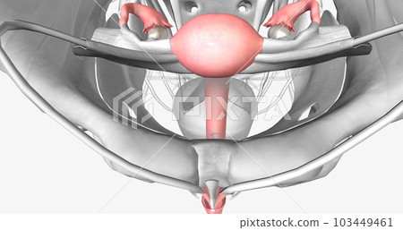 Female reproductive system in pelvis Female reproductive system in pelvis 103449461