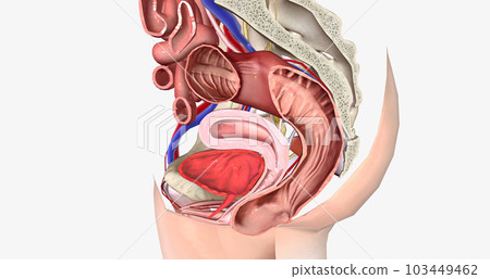 Rectum bulge extends outside vaginal space past the vaginal opening 103449462