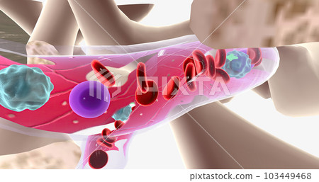 The major function of bone marrow is to produce blood cells. The major function of bone marrow is to produce blood cells. 103449468