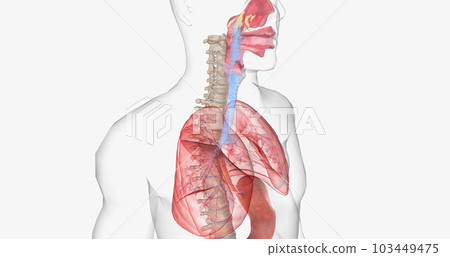 During normal breathing, oxygen rich air enters through your nose or mouth and reaches the lungs through your airways. During normal breathing, oxygen rich air enters through your nose or mouth and reaches the lungs through your airways. 103449475