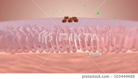 Gonorrhoeae carries special proteins which help it bind to receptors on the epithelial wall 103449488