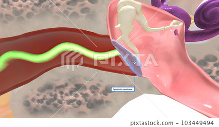 During hearing, vibrations move from the external environment towards the ear. 103449494